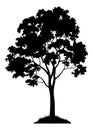 Maple Tree Silhouette Royalty Free Stock Photo