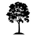 Maple Tree Silhouette Royalty Free Stock Photo