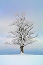 Maple tree solitaire Royalty Free Stock Photo