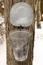 Maple tree tapping to create maple syrup