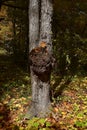 A maple tree with a trunk affected by a fungus