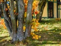 Maple tree trunk and cottage on background in a park, close up view in autumn season, natural colors background