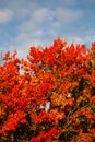 Maple tree turned red and orange with a blue sky and white clouds