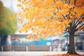 maple tree in an urban park during autumn Royalty Free Stock Photo