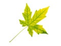 Maple tree yellow green autumn leaf isolated on white background. Transparent png additional format Royalty Free Stock Photo