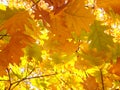 Maple tree with yellow leaves against the blue sky