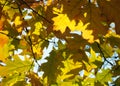 Maple tree with yellow leaves against the blue sky