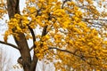 Maple tree, yellow leaves, autumn wind