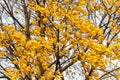 Maple tree, yellow leaves, autumn wind