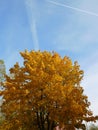 Autumn season leaves maple tree copy space Royalty Free Stock Photo