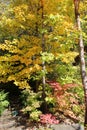 A Maple tree with yellow leaves, a Japanese Maple with red leaves, some trees with green leaves on a bright autumn day in Illinois Royalty Free Stock Photo