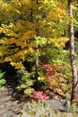 A Maple tree with yellow leaves, a Japanese Maple with red leaves, some trees with green leaves on a bright fall day Royalty Free Stock Photo