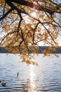 Maple tree with yellow leaves over the lake with sun light Royalty Free Stock Photo