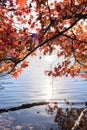 Maple tree with yellow leaves over the lake with sun light Royalty Free Stock Photo
