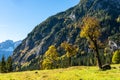 Maple trees at Ahornboden, Karwendel mountains, Tyrol, Austria