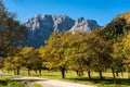 Maple trees at Ahornboden, Karwendel mountains, Tyrol, Austria