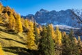 Maple trees at Ahornboden, Karwendel mountains, Tyrol, Austria