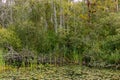 maple trees and aspins behind pond with reeds and lilypads Royalty Free Stock Photo