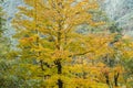 Maple trees with autumnal deciduous foliage