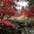 Maple trees in a beautiful Japanese garden in Portland, Royalty Free Stock Photo