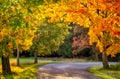 Maple trees with colored leafs and asphalt road at autumn/fall daylight, Royalty Free Stock Photo