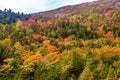 Colorful autumn leaves on a hill Royalty Free Stock Photo