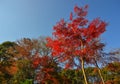 Autumn garden in Tokyo, Japan