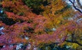 Autumn garden in Tokyo, Japan