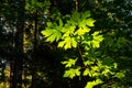 Maple Leaves in a forest in Vancouver, Canada Royalty Free Stock Photo