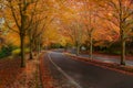 Maple Trees in Fall Colors at Suburban USA Neighborhood Street Royalty Free Stock Photo