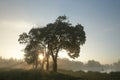 maple trees on the field next to shore of lake against blue sky lit by rising sun morning fog rises above ground september poland