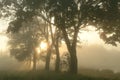 maple trees on the field next to the shore of the lake lit by the rising sun morning fog rises above the ground september poland