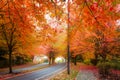 Maple Trees Foliage Lined Street during Fall Season Royalty Free Stock Photo
