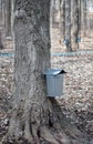 Maple trees give up sap for syrup Royalty Free Stock Photo
