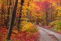 Maple trees at its peak color along the forest trail