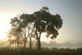 maple trees on the lake shore at sunrise maple trees on the field next to the shore of the lake against the blue sky lit by the Royalty Free Stock Photo