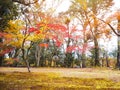 Maple trees and leaves falling on the ground in the autumn park Royalty Free Stock Photo