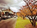 Maple trees @ Leura Town, Blue Mountains