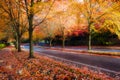 Maple Trees Lined Street during Fall Season Royalty Free Stock Photo