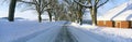 Maple Trees in Snow,