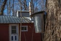 Maple Trees to collect Sap to Produce Maple Syrup with rustic Sugar Shack in Background Royalty Free Stock Photo