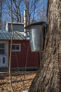 Maple Trees to collect Sap to Produce Maple Syrup with rustic Sugar Shack in Background Royalty Free Stock Photo