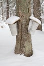 Maple Trees with Two Sap Pails