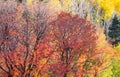 Maple trees in Wasatch mountain state park, Utah Royalty Free Stock Photo