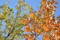 Green and orange maple tree leaves