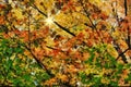 Fall Maple Treetops with Sunglare. Photo Art. Royalty Free Stock Photo