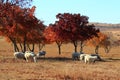 Maple is under grazing herd of goats Royalty Free Stock Photo