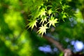 Maple verdure Royalty Free Stock Photo