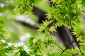 Maple verdure Royalty Free Stock Photo