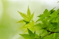 Maple verdure Royalty Free Stock Photo